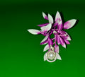 LOCKET